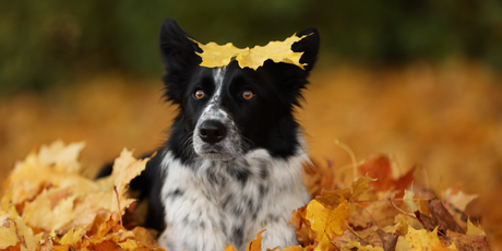 Autumn Dog Care: How to Keep Your Dog Happy, Healthy & Comfortable This Autumn