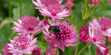 The Garden in August 2025
