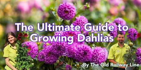 The Ultimate Guide to Growing Dahlias: Care Tips, Flowering Advice & How to Enjoy Them Indoors