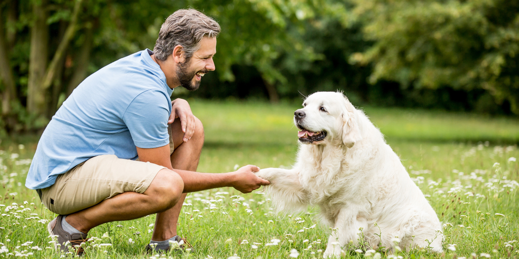 4 Fun & Easy Tricks to Train Your Dog