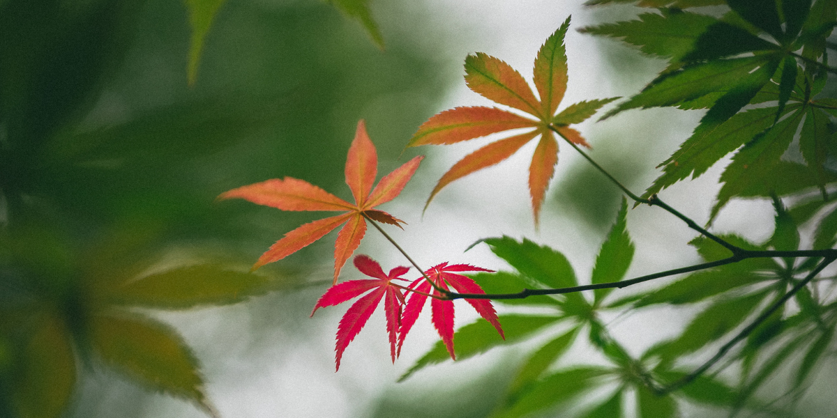 The Garden in September 2025 - ‘Into Autumn’