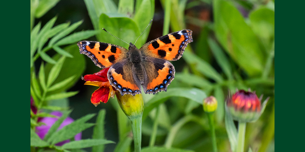 The October Garden at Aberglasney 2021