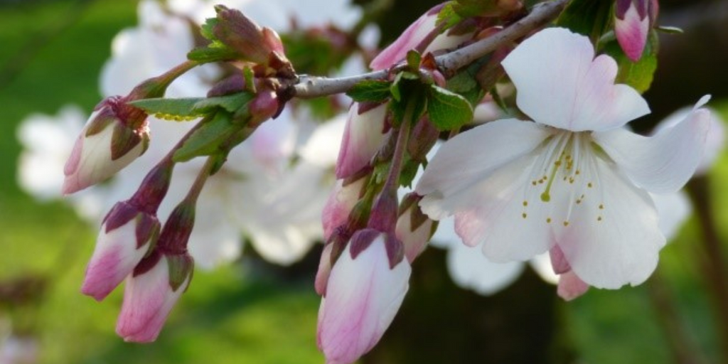 The April Garden at Aberglasney 2022