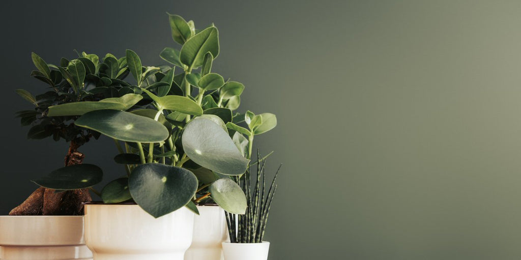 Healthy Houseplants