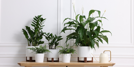 Why Houseplants Are Good for the Soul
