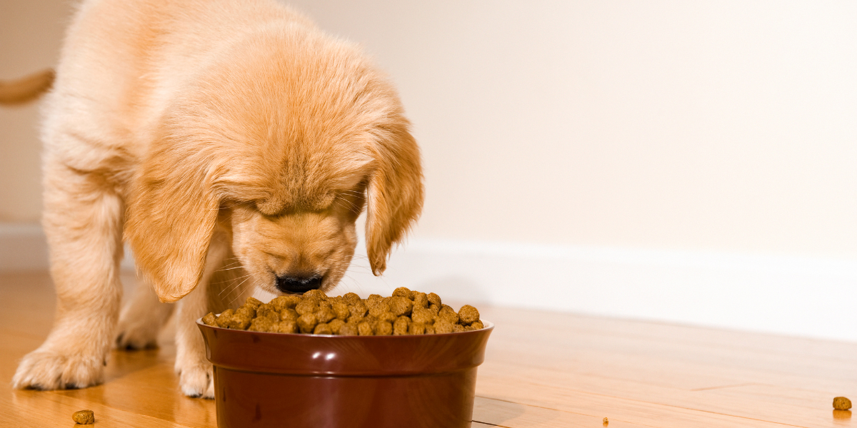 Hypoallergenic Dog Food: What It Is & Why It Could Benefit Your Dog