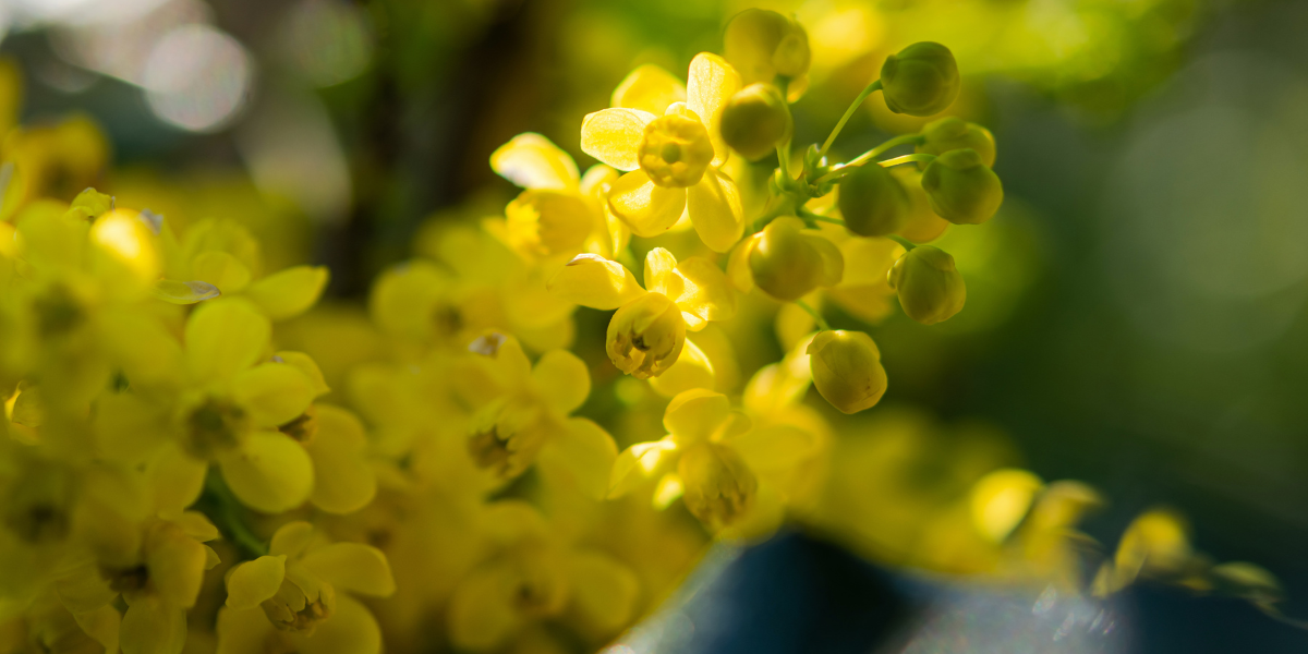 The Garden in December 2025