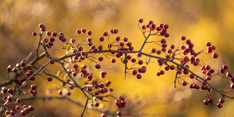 The Garden in November 2025