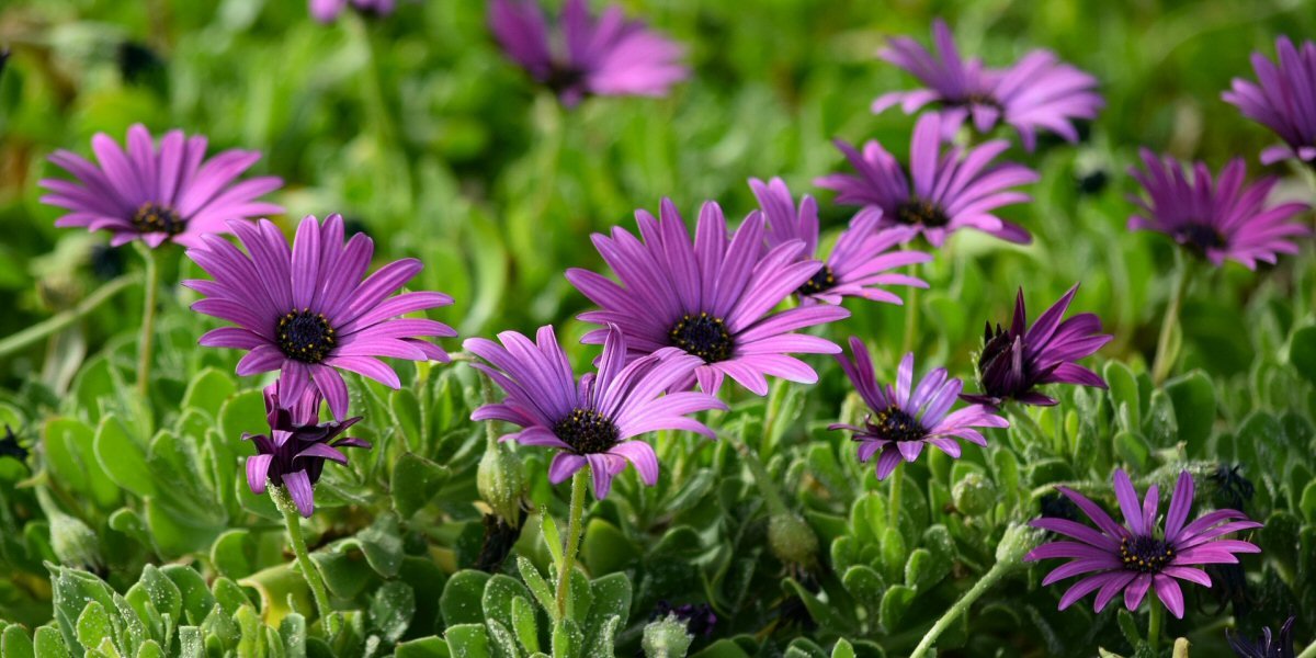 April Gardening Tips 2022 - Old Railway Line Garden Centre