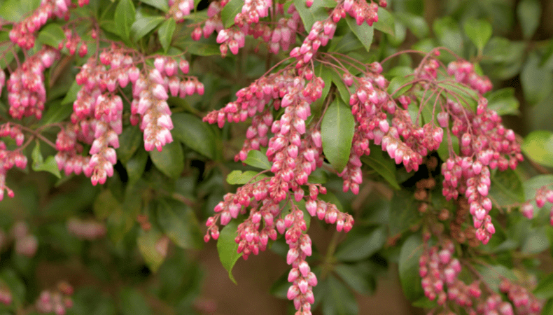 April Pieris - Old Railway Line Garden Centre
