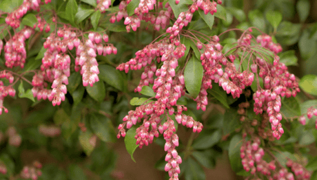 April Pieris - Old Railway Line Garden Centre