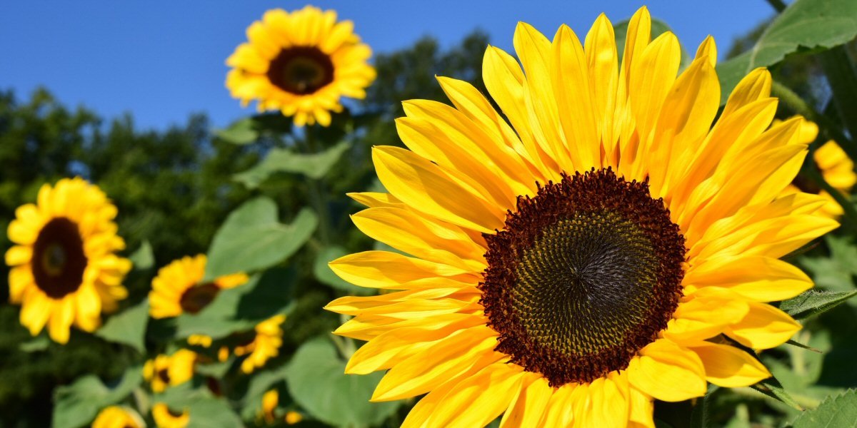 August Gardening Tips - Old Railway Line Garden Centre