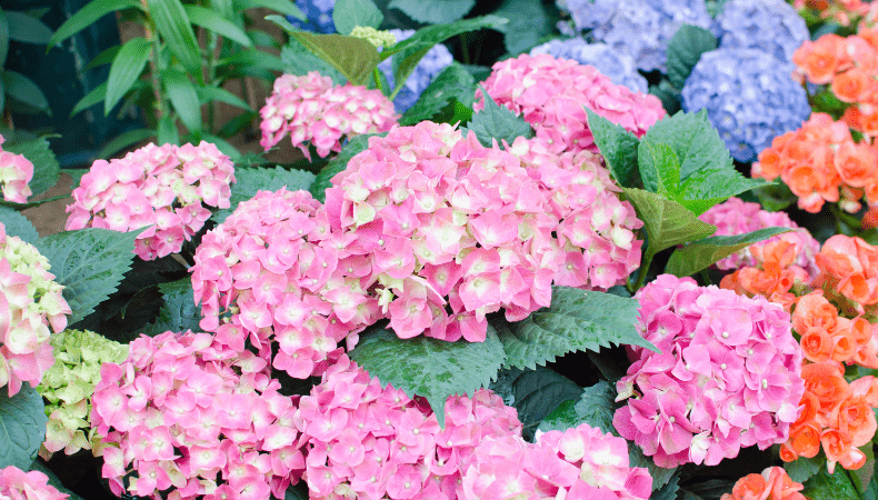 August Hydrangea - Old Railway Line Garden Centre