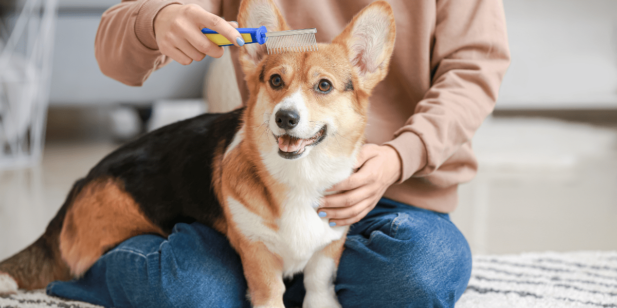 Autumn Dog Grooming - Keeping Your Pup Fresh and Cosy - Old Railway Line Garden Centre