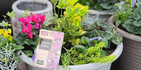 The Best Autumn Plants for Pots & Containers