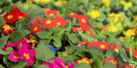 Brighten Up Your Spring - Old Railway Line Garden Centre