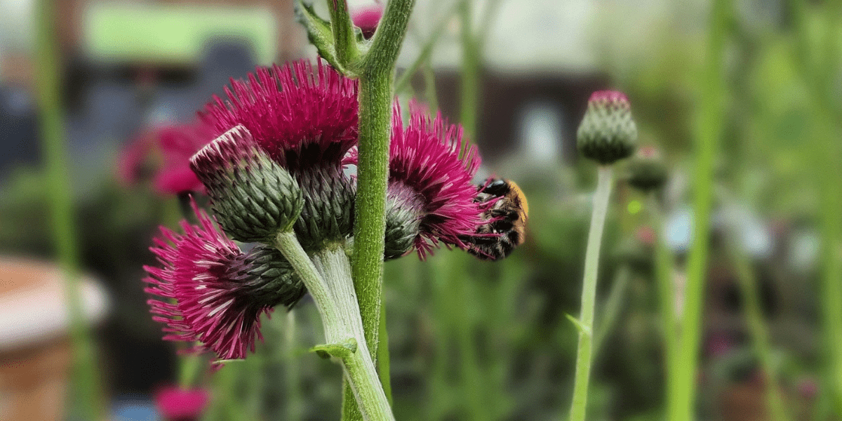 Creating a Bee Friendly Garden - Old Railway Line Garden Centre