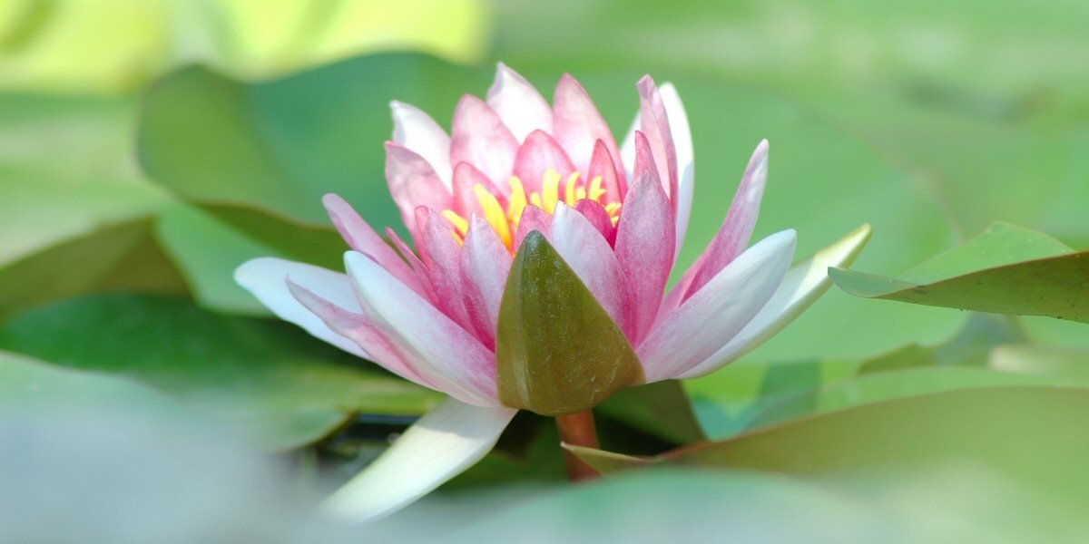 Creating a Garden Pond – Part 2 - Old Railway Line Garden Centre