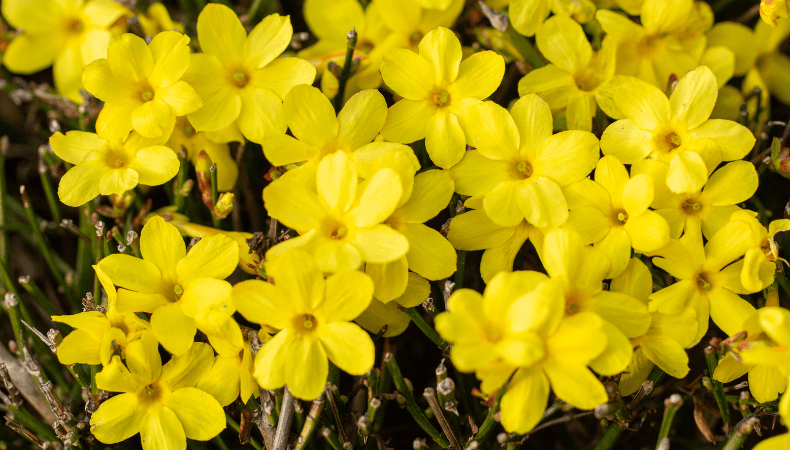December Winter Jasmine - Old Railway Line Garden Centre