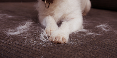 Why Dogs Shed More in Autumn & How to Help Them