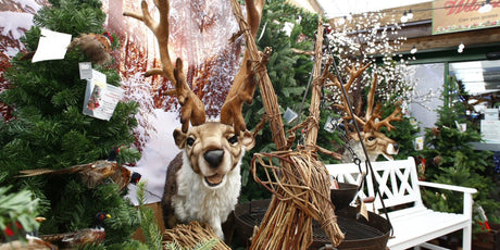 Donkeys & Goats To Visit This Festive Season - Old Railway Line Garden Centre