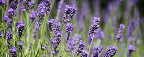 Best Plants for a Heatwave Ready UK Garden