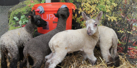 Easter Family Fun - Old Railway Line Garden Centre