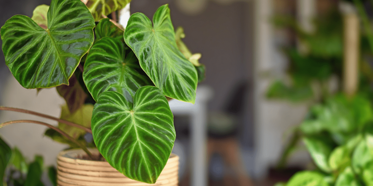Easy to Care For Houseplants - Old Railway Line Garden Centre