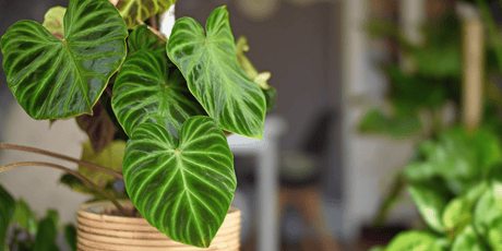 Easy to Care For Houseplants - Old Railway Line Garden Centre