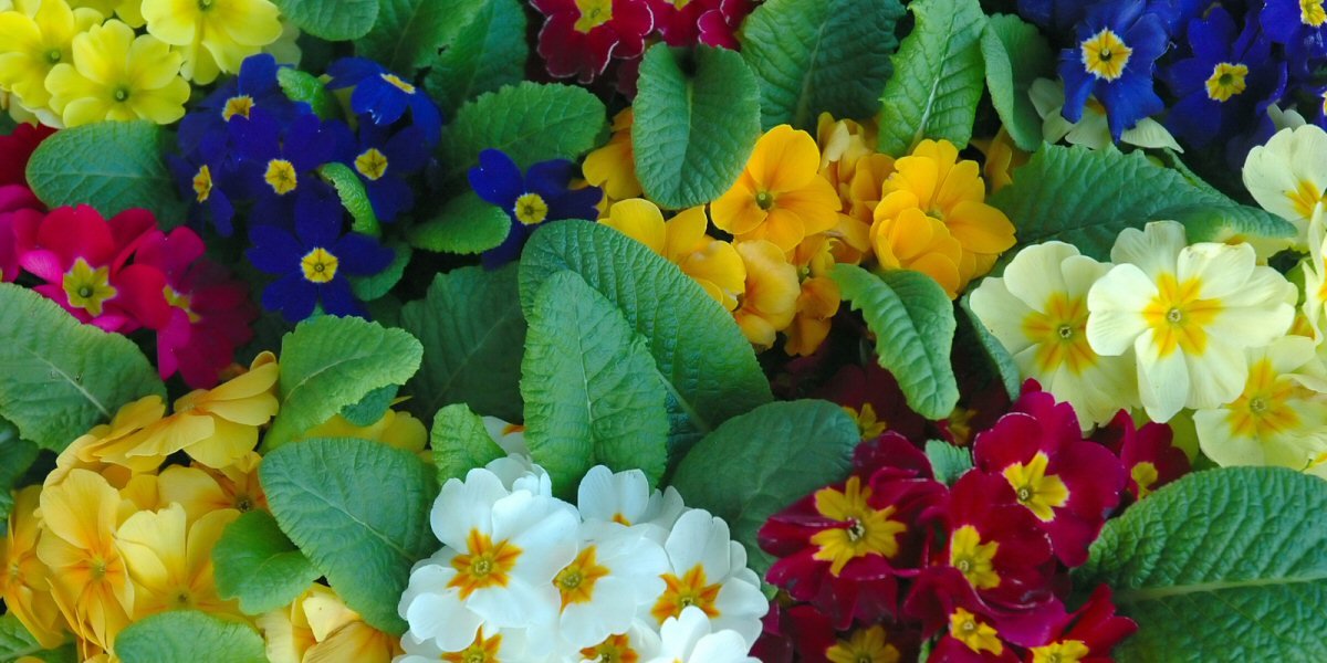 February Gardening Tips 2022 - Old Railway Line Garden Centre