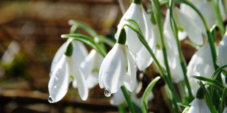 February Gardening Tips - Old Railway Line Garden Centre
