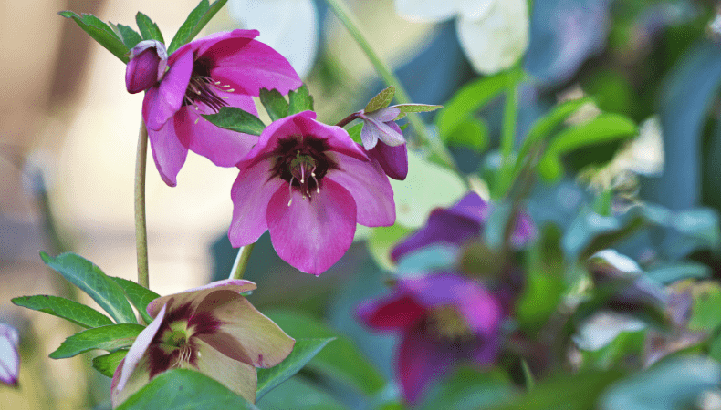 February Hellebores - Old Railway Line Garden Centre