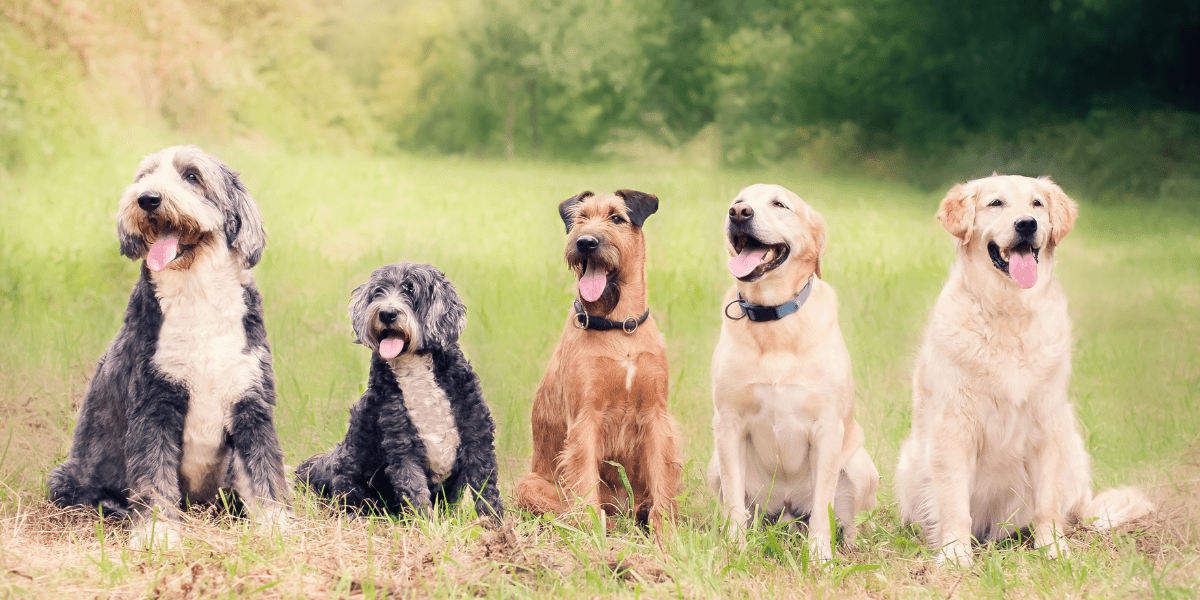 Fleas, Ticks and Worms | Keeping Your Dog Healthy - Old Railway Line Garden Centre