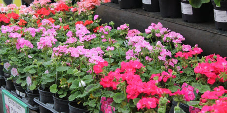 Fuchsias & Pelargoniums - Old Railway Line Garden Centre