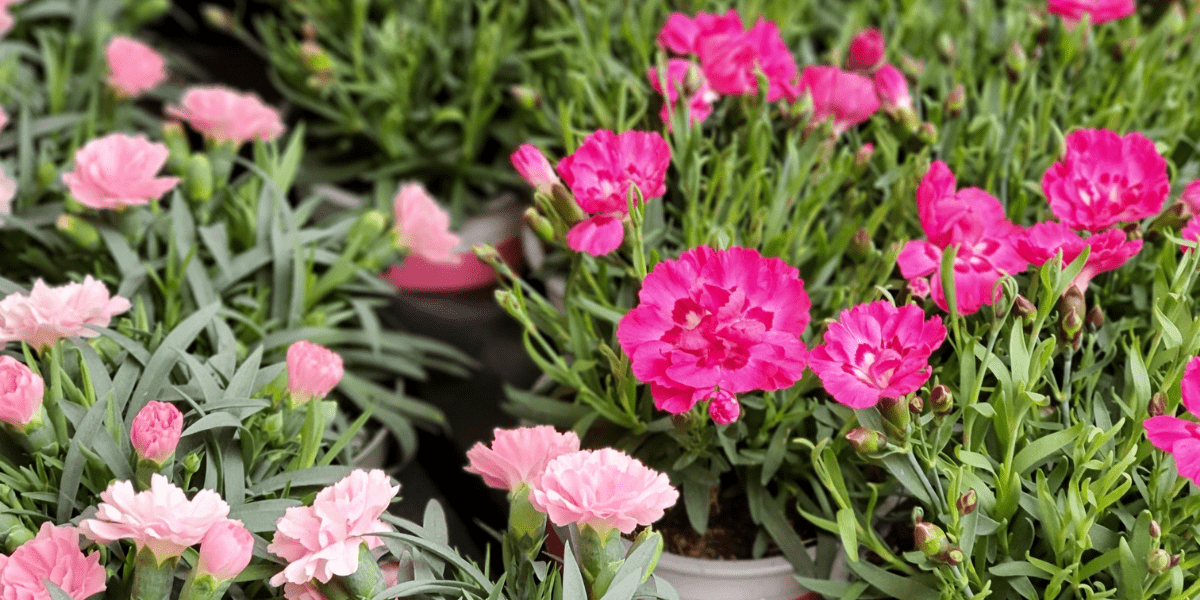 Get Ready For Some Spring Gardening - Old Railway Line Garden Centre