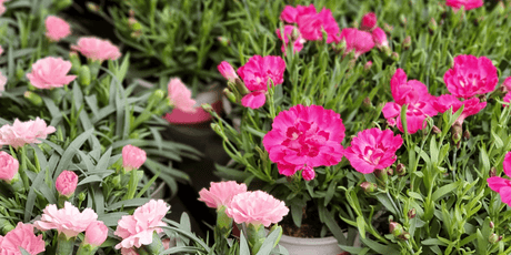 Get Ready For Some Spring Gardening - Old Railway Line Garden Centre