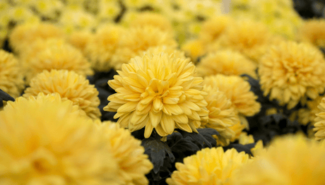 Growing Flowers for the House - Old Railway Line Garden Centre
