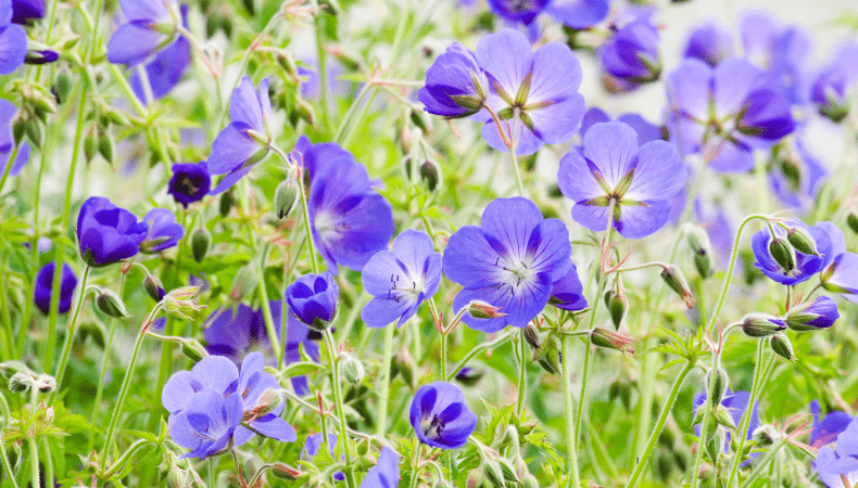 Hardy Geraniums – ‘Cranesbills’ - Old Railway Line Garden Centre