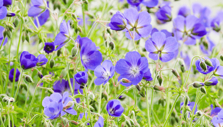 Hardy Geraniums – ‘Cranesbills’ - Old Railway Line Garden Centre
