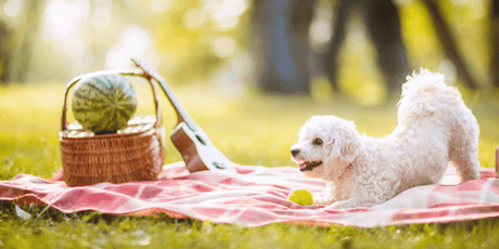 Having Fun and Staying Safe with Your Dogs in the Summer - Old Railway Line Garden Centre