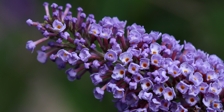 The Garden in October 2025