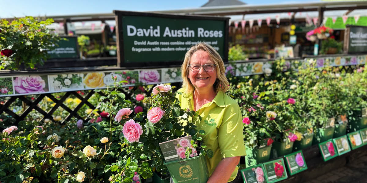 How and When to Prune Roses - Old Railway Line Garden Centre