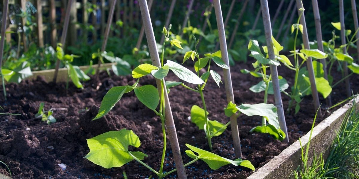 How To Grow Runner Beans - Old Railway Line Garden Centre