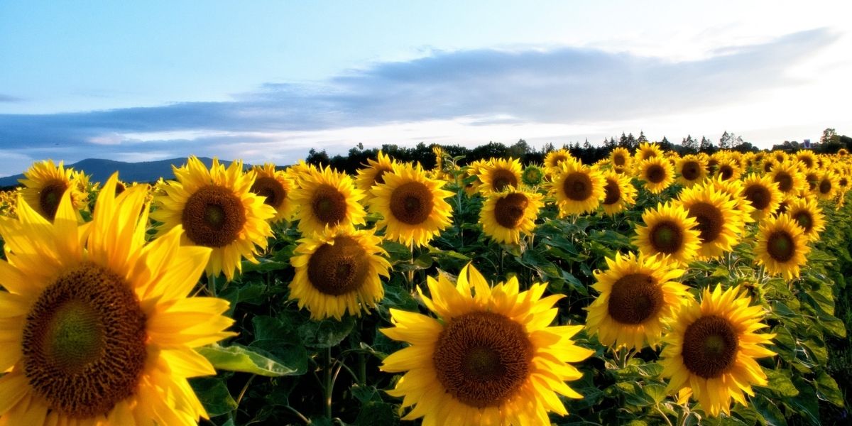 How to Grow Sunflowers - Old Railway Line Garden Centre