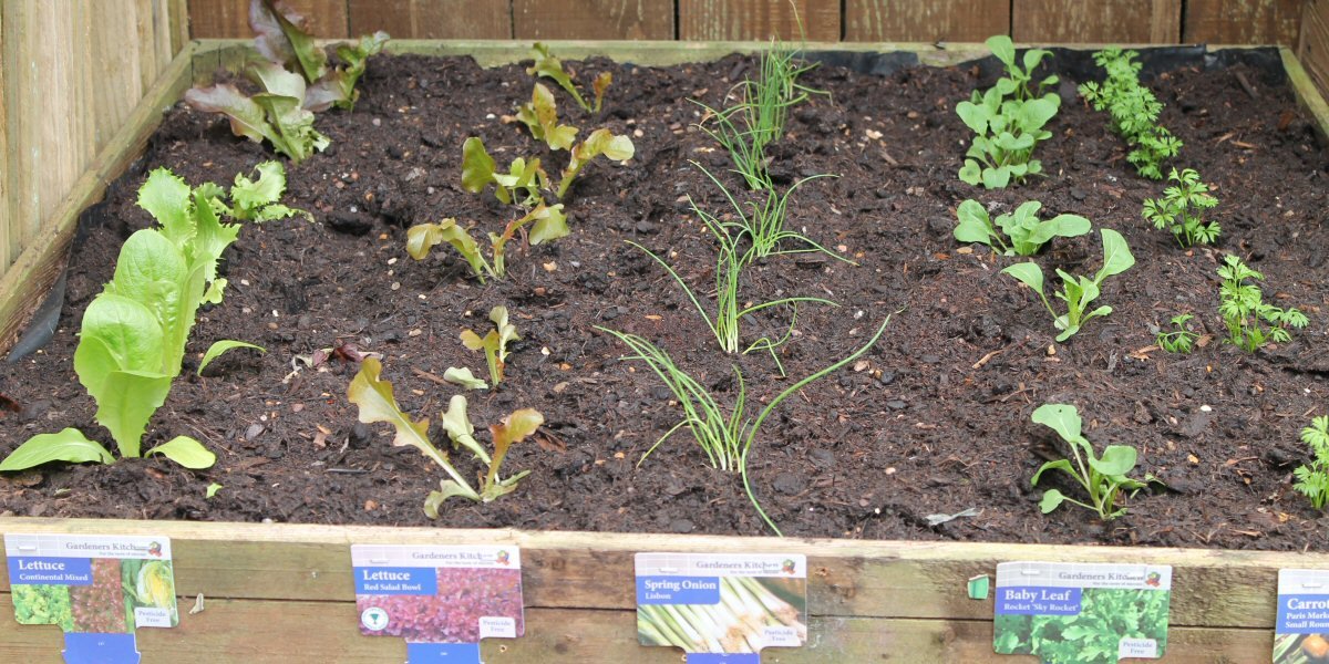 How To Grow Your Own Fruit and Vegetables - Old Railway Line Garden Centre