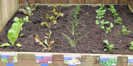 How To Grow Your Own Fruit and Vegetables - Old Railway Line Garden Centre