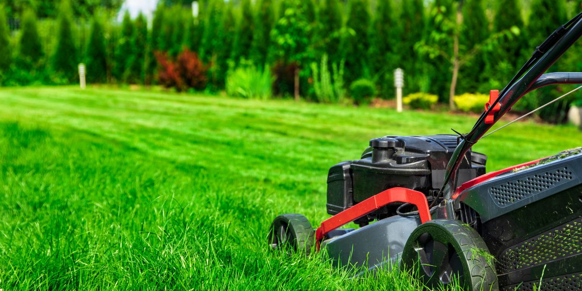 How to Keep a Green Lawn All Year - Old Railway Line Garden Centre