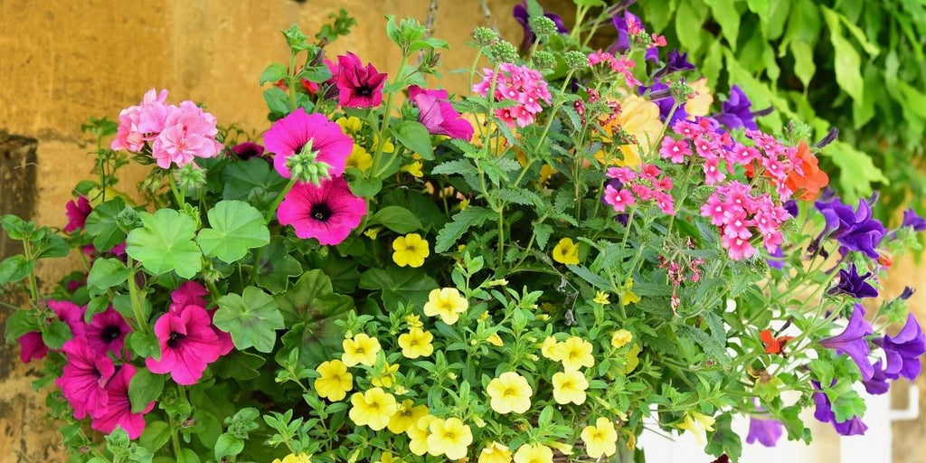 How To Plant a Hanging Basket