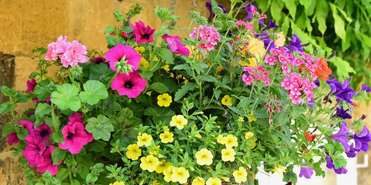 How To Plant a Hanging Basket – Old Railway Line Garden Centre