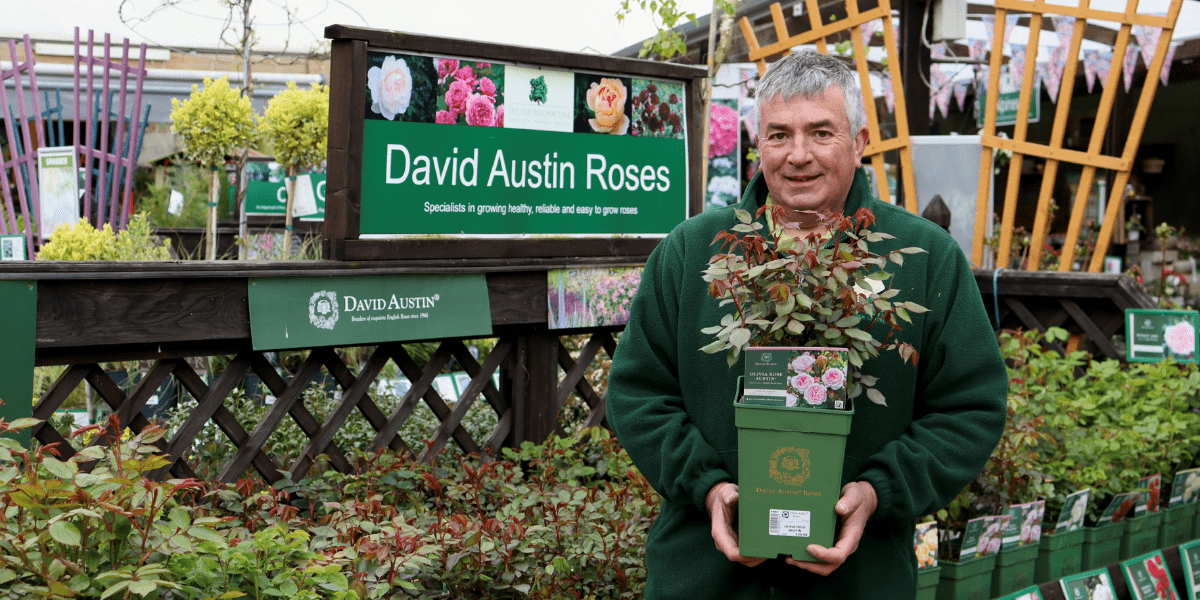 How To Plant a Rose - Old Railway Line Garden Centre